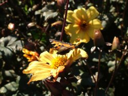 Isle of Arran Wallpaper