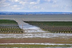 Whitstable Oyster beds Wallpaper