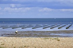 Whitstable Oyster beds