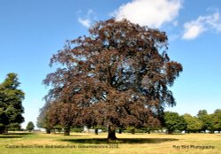 Copper Beech Tree, Badminton Park, Gloucestershire 2016 Wallpaper