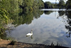 Leybourne Lakes Country Park Wallpaper