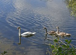 Leybourne Lakes Country Park Wallpaper