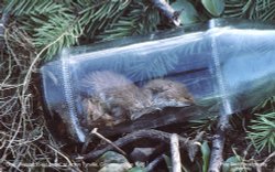 Dead Weasel in Bottle, nr Acton Turville, Gloucestershire 1986 Wallpaper