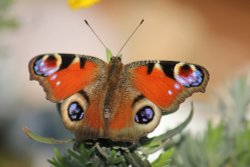 Budleigh Butterfly Wallpaper