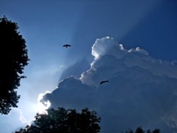 Budleigh Crows Wallpaper