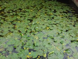 Sudbury Suffolk Wallpaper