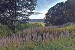 Bransdale near Cockayne Wallpaper