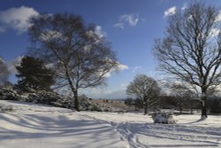 Ashdown Forest in the Snow Wallpaper
