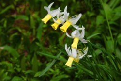 Coleton Fishacre Garden Wallpaper