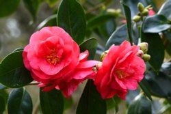 Coleton Fishacre Garden Wallpaper