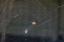 Spider in Knowle Wallpaper