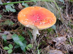 Fly agaric Wallpaper