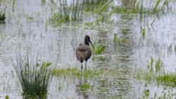 Budleigh Salterton nature reserve Wallpaper