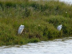 Budleigh three egrets