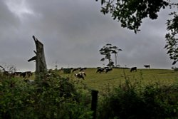 Fir trees and cows Wallpaper