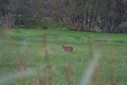 Budleigh deer Wallpaper