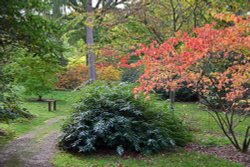 Ramster Gardens,  Chiddingfold Wallpaper