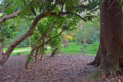 Ramster Gardens, Chiddingfold Wallpaper