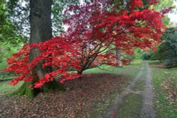 Ramster Gardens, Chiddingfold Wallpaper