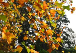 Ramster Gardens, Chiddingfold Wallpaper