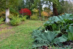 Ramster Gardens,  Chiddingfold Wallpaper