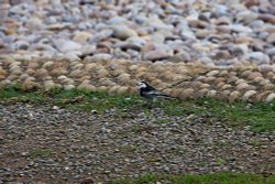 Budleigh pied wagtail Wallpaper