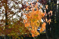 Emmetts Garden Wallpaper