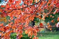 Emmetts Garden Wallpaper