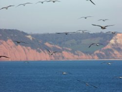 Birds over Ladram Bay Wallpaper