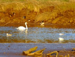 Otter Swan Wallpaper