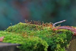 Budleigh moss Wallpaper