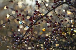 Berries with Melted Frost in Morning Sunlight, near Leek, Staffordshire Wallpaper