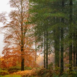 In the woods Wallpaper