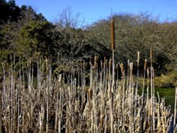 Tanfield bullrush Wallpaper