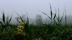 Otter Valley Wallpaper