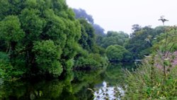 The River Otter Wallpaper