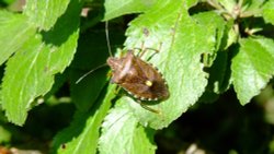 Shielding Budleigh Wallpaper