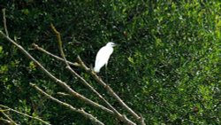 Budleigh egret Wallpaper