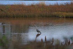 Budleigh tea Wallpaper