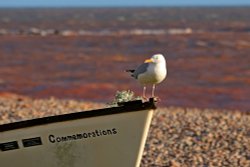 Budleigh bird Wallpaper