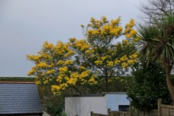 Budleigh forsythia Wallpaper