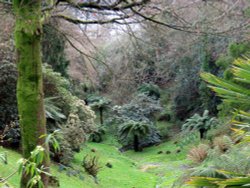 Glendurgan Gardens Wallpaper