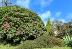 Glendurgan Gardens Wallpaper