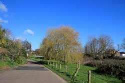 Willow tree in Budleigh Salterton Wallpaper