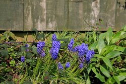 Budleigh flowers Wallpaper