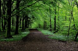 Melton Wood near Doncaster