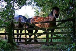 Knowle horses Wallpaper