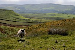 Embsay Moor near Skipton Wallpaper