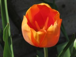 tulip Wallpaper