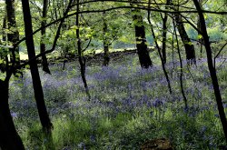 Bluebells at Newmillerdam Country Park Wallpaper